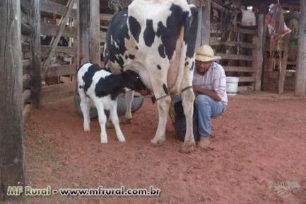 VENDO FAZENDA EM RONDONÓPOLIS MT COM DUPLA APTIDÃO 2508 HA