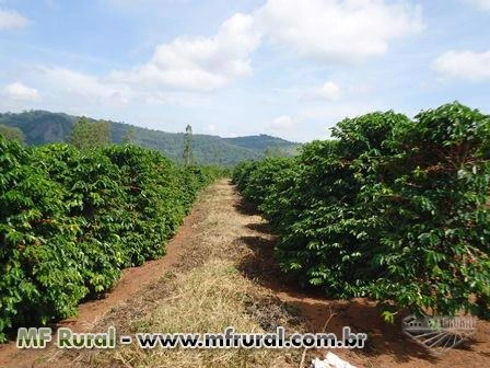 Fazenda de alta produção em Campestre MG