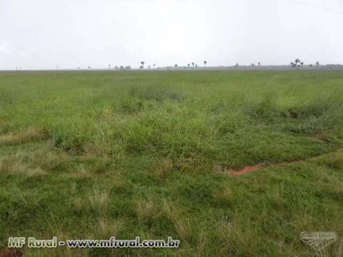 FAZENDA PARA ARRENDAMENTO NA REGIÃO DO ALO BRASIL 948 ha