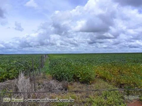 FAZENDA NA REGIÃO DE NOVA XAVANTINA MT 630 HA