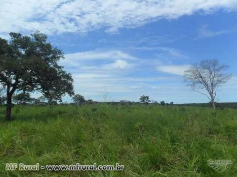 FAZENDA NA REGIÃO DE NOVO SÃO JOAQUIM-MT 1.000 HA