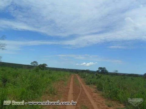 FAZENDA NA REGIÃO DE NOVO SÃO JOAQUIM-MT 1.000 HA