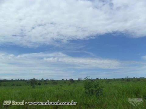 FAZENDA NA REGIÃO DE NOVO SÃO JOAQUIM-MT 1.000 HA