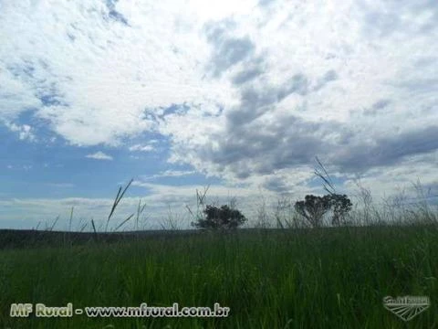 FAZENDA NA REGIÃO DE NOVO SÃO JOAQUIM-MT 1.000 HA