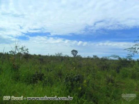 FAZENDA NA REGIÃO DE NOVO SÃO JOAQUIM-MT 1.000 HA