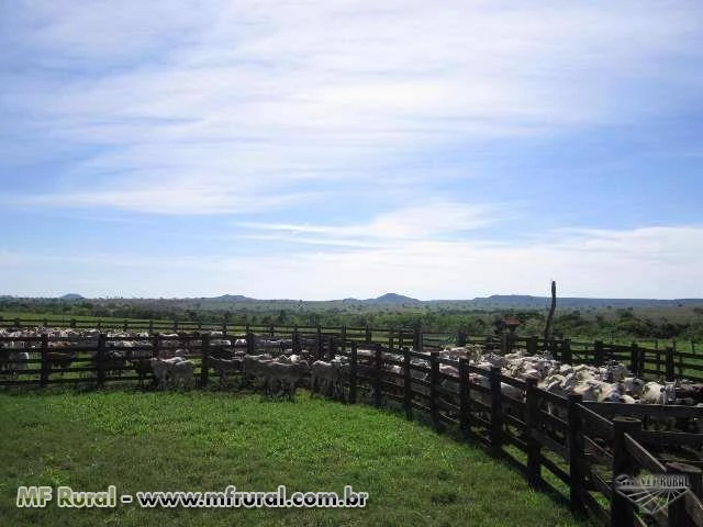 FAZENDA 4842 HA EM SANTO ANTONIO DO LESTE MT - LINDA FAZENDA