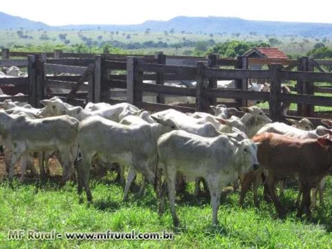 FAZENDA 4842 HA EM SANTO ANTONIO DO LESTE MT - LINDA FAZENDA