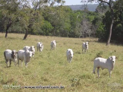 FAZENDA 4842 HA EM SANTO ANTONIO DO LESTE MT - LINDA FAZENDA