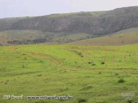 Oportunidade - Fazenda para gado nelore e agricultura na região de São Roque de Minas 380 ha