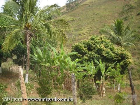 Sitio no Córrego da Natividade - Aimorés - MG com 29,10 hectares