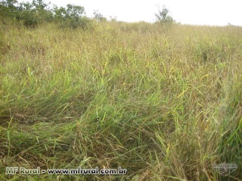 Sitio no Córrego da Natividade - Aimorés - MG com 29,10 hectares