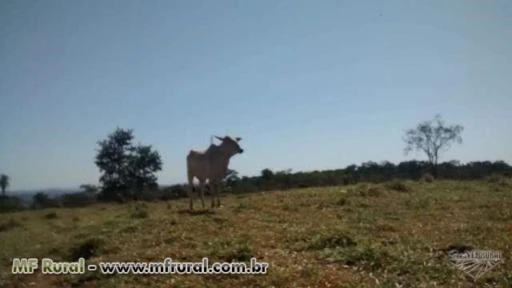 Fazenda para pecuaria em goiás