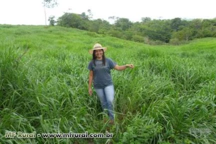 Fazenda no Pará para pecuária e agricultura