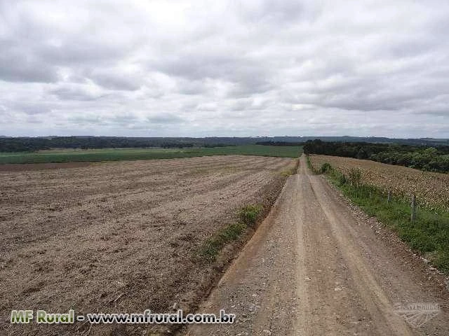 Fazenda Agropecuária com 650 hectares em região Nobre do Planalto Norte de SC