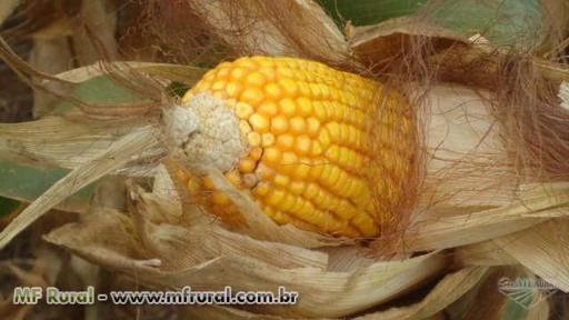 FAZENDA PARA SOJA JA PLANTANDO EM RÔNDONIA