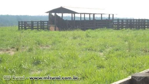 SITIO EM VILHENA-RO DE 100 HECTARES DE DUPLA APTIDÃO