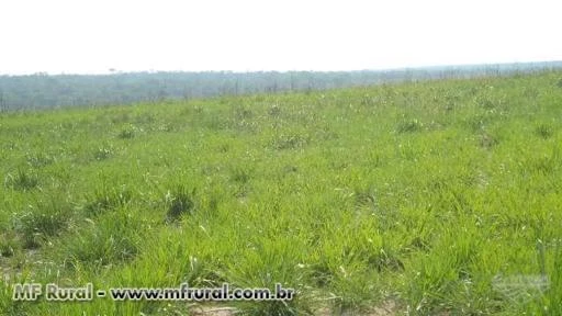 SITIO EM VILHENA-RO DE 100 HECTARES DE DUPLA APTIDÃO