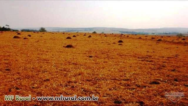 Fazenda de 484 hectares na região de Mossâmedes-GO cod.242