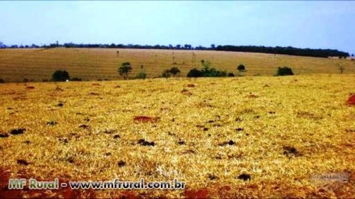 Fazenda de 484 hectares na região de Mossâmedes-GO cod.242