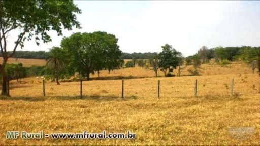 Fazenda de 484 hectares na região de Mossâmedes-GO cod.242
