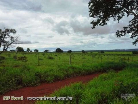 Fazenda de 2.500 alq.(12.100 há.) em Alto Araguaia-MT