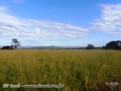 Fazenda de 127 alq.(614 há.) Município de Moiporá – Go