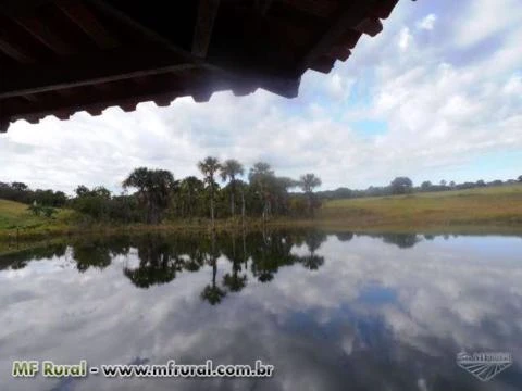 Fazenda de 127 alq.(614 há.) Município de Moiporá – Go