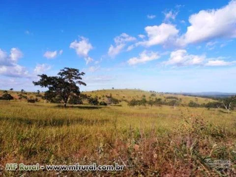 Fazenda de 127 alq.(614 há.) Município de Moiporá – Go