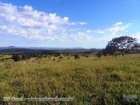 Fazenda de 127 alq.(614 há.) Município de Moiporá – Go