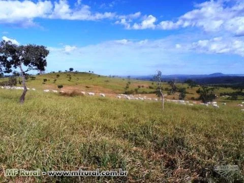 Fazenda de 127 alq.(614 há.) Município de Moiporá – Go