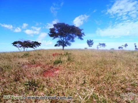 Fazenda de 127 alq.(614 há.) Município de Moiporá – Go