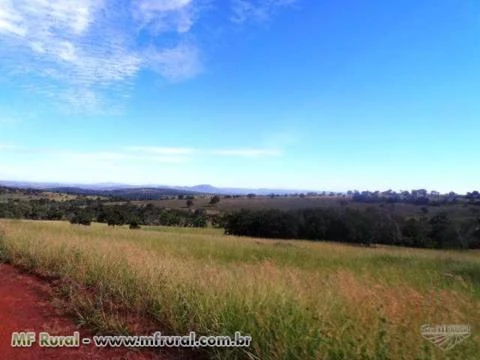 Fazenda de 127 alq.(614 há.) Município de Moiporá – Go