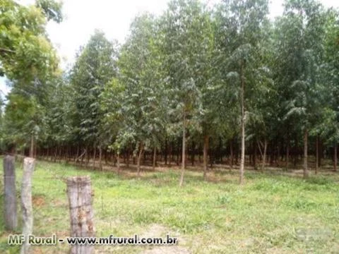 Fazenda de 26 alq.(126 ha.) no município de Nazário - Goiás