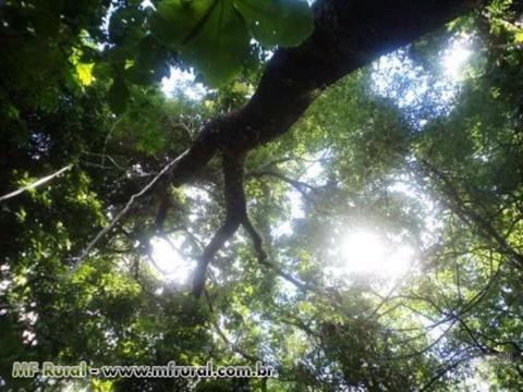 Fazenda de 26 alq.(126 ha.) no município de Nazário - Goiás