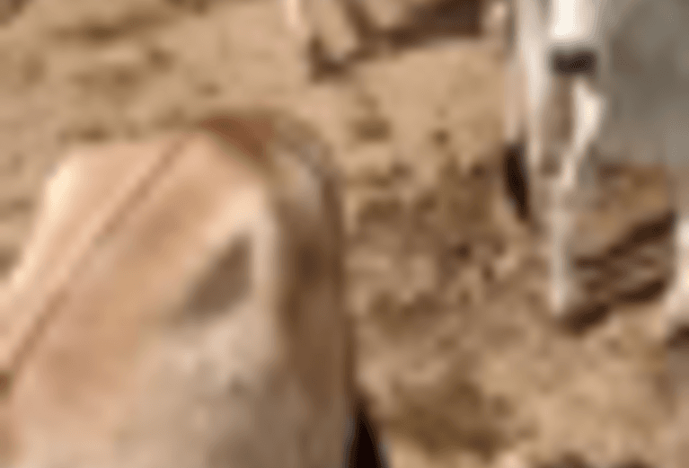 Bezerra nelore de qualidade Imagem Bezerra nelore de qualidade