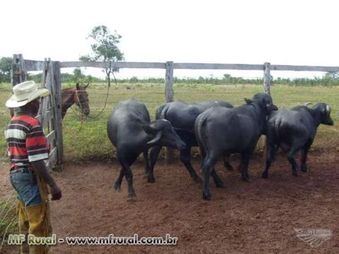 FAZENDA EM SÃO VALÉRIO TO, PARA SOJA, PECUÁRIA E REFLORESTAMENTO, RICA EM AGUA