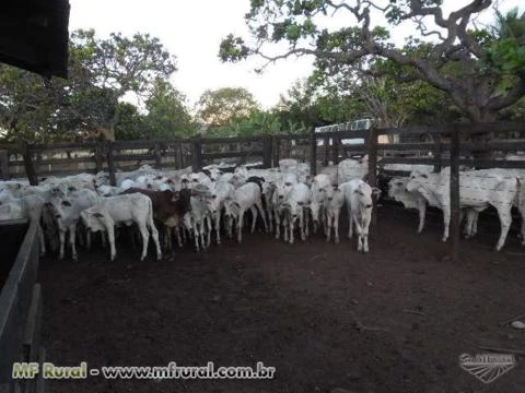 FAZENDA EM SÃO VALÉRIO TO, PARA SOJA, PECUÁRIA E REFLORESTAMENTO, RICA EM AGUA