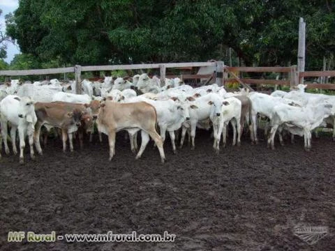 FAZENDA EM SÃO VALÉRIO TO, PARA SOJA, PECUÁRIA E REFLORESTAMENTO, RICA EM AGUA