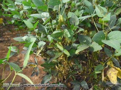 FAZENDA EM SÃO VALÉRIO TO GEL REFERENCIADA PRONTA PARA TRABALHAR