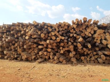 Imagem Madeira de Teca Imagem Madeira de Teca