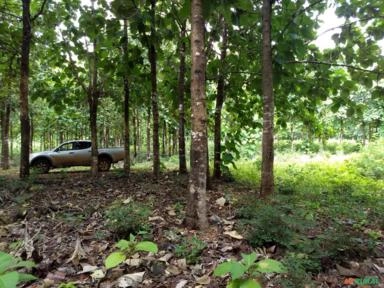 Imagem Madeira de Teca Imagem Madeira de Teca