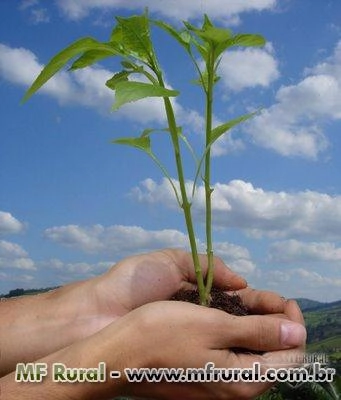 Mudas de Árvores Nativas da Mata Atlântica Imagem Mudas de Árvores Nativas da Mata Atlântica