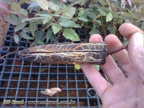 Imagem Mudas de Árvores Nativas da Mata Atlântica Imagem Mudas de Árvores Nativas da Mata Atlântica