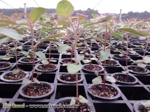 Mudas de Eucalipto em Sorocaba/SP - Itapetininga/SP - Registro/SP - Ibiúna/SP Imagem Mudas de Eucalipto em Sorocaba/SP - Itapetininga/SP - Registro/SP - Ibiúna/SP