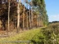 FAZENDA EM PETROLINA DE GOIAS, FORMADA DE ROÇA E EUCALIPTO PRONTO PARA CORTE