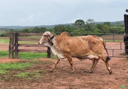 Embriões Gir e Girolando disponiveis!!!!!!