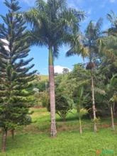Palmeira  Real com 10 metros de altura