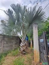 Palmeira Bismark azul com 8 metros de altura