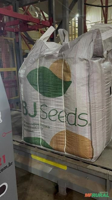 Semente de Trigo BRS264 Imagem Semente de Trigo BRS264