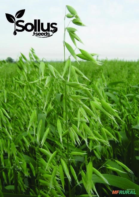 Semente de Aveia Branca URS CORONA Imagem Semente de Aveia Branca URS CORONA